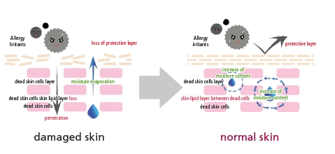 skin lipid layer and protects the skin while maintaining the moisture